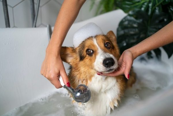 Best Dog Shampoo for Itchy Skin