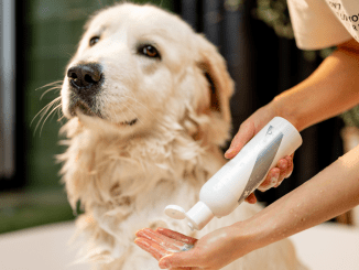 Can You Use Human Shampoo on Dogs?