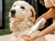 Can You Use Human Shampoo on Dogs?