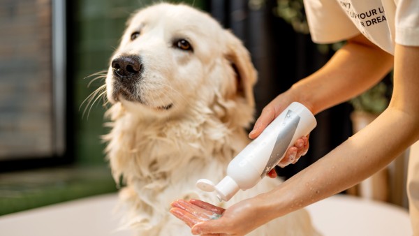 Can You Use Human Shampoo on Dogs?