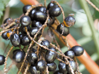 Saw Palmetto for Hair Loss