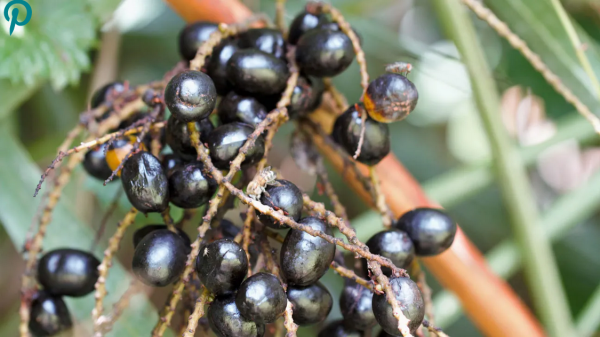 Saw Palmetto for Hair Loss