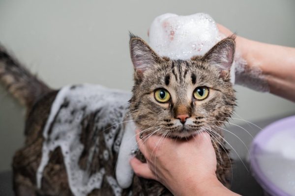 Cat Flea Shampoo