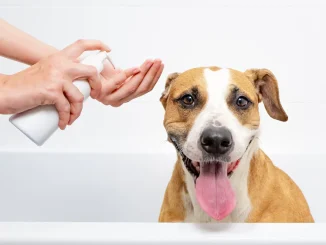 Dog Conditioner