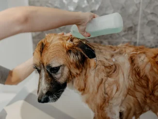 Dog Shampoo for Itchy Skin