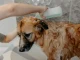 Dog Shampoo for Itchy Skin
