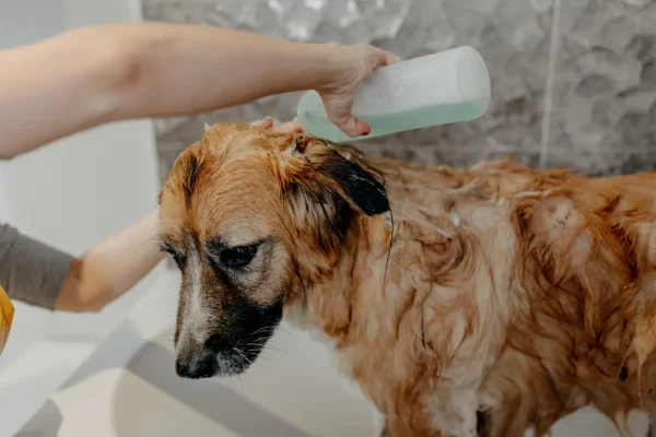 Dog Shampoo for Itchy Skin
