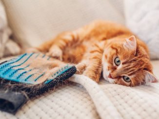 Home Remedies for Cat Hair Loss