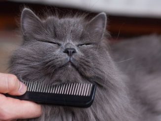 How to Get Rid of Cat Dandruff