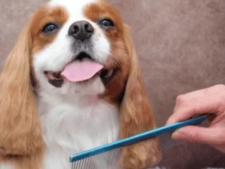 Why Does My Dog Have Dandruff?